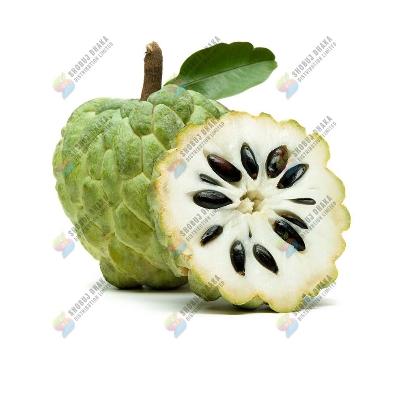 Picture of THAI Hybrid Giant Sugar Apple Seeds 5pc Re-Pack