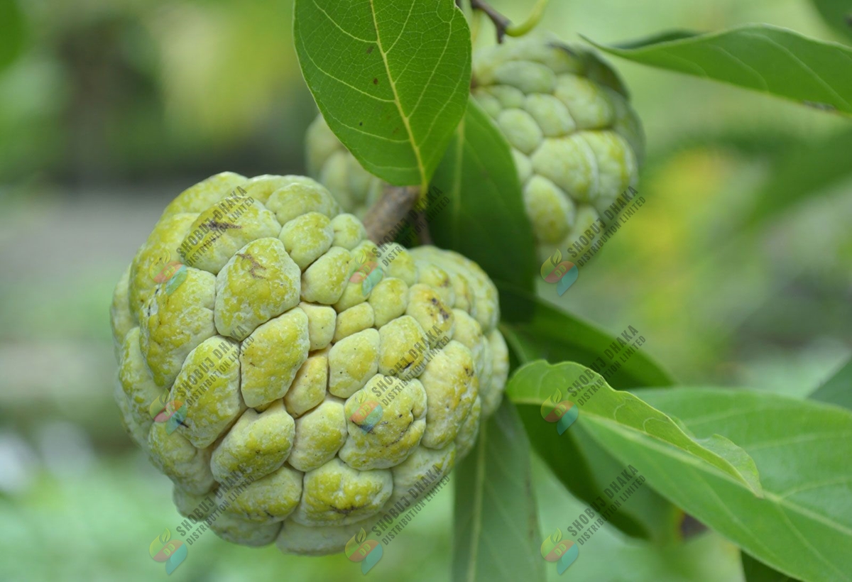 Picture of THAI Hybrid Giant Sugar Apple Seeds 5pc Re-Pack