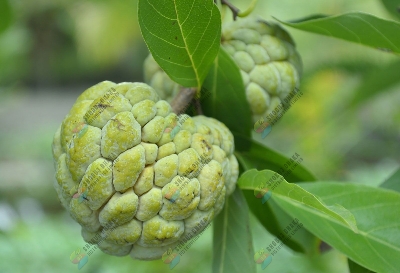 Picture of THAI Hybrid Giant Sugar Apple Seeds 5pc Re-Pack
