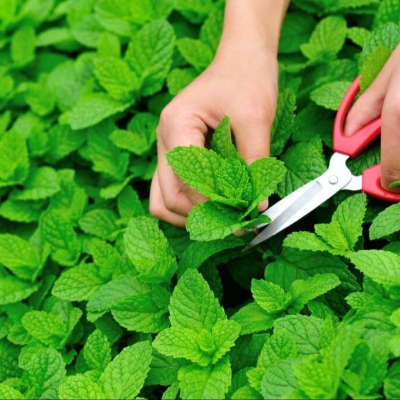 Picture of Imported Hybrid Spearmint (PUDINA PATA) Seeds 10+ Seeds Re-Pack