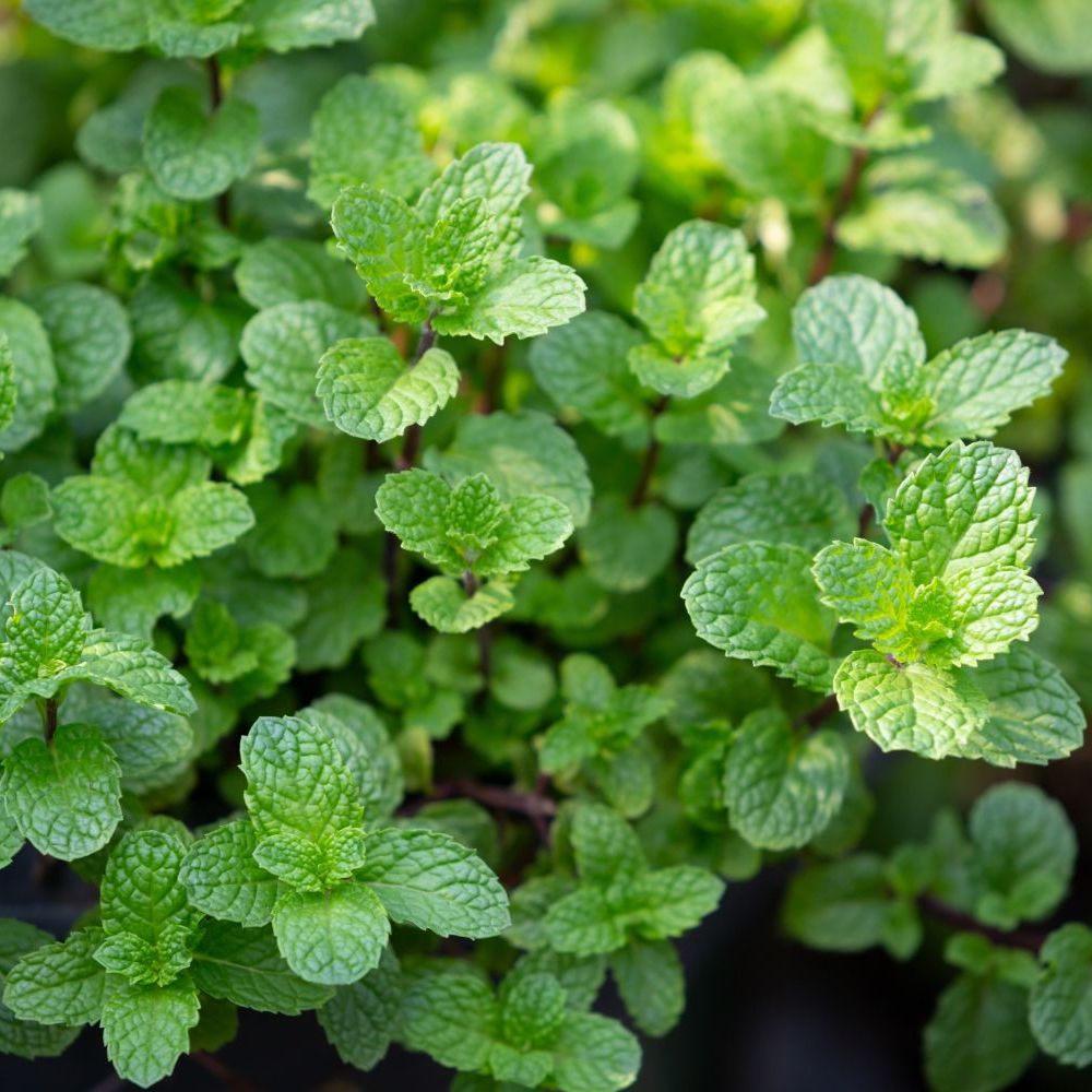 Picture of Imported Hybrid Spearmint (PUDINA PATA) Seeds 10+ Seeds Re-Pack