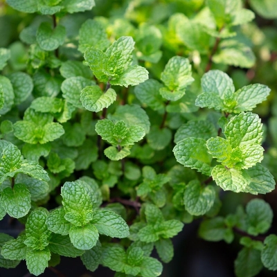 Picture of Imported Hybrid Spearmint (PUDINA PATA) Seeds 10+ Seeds Re-Pack