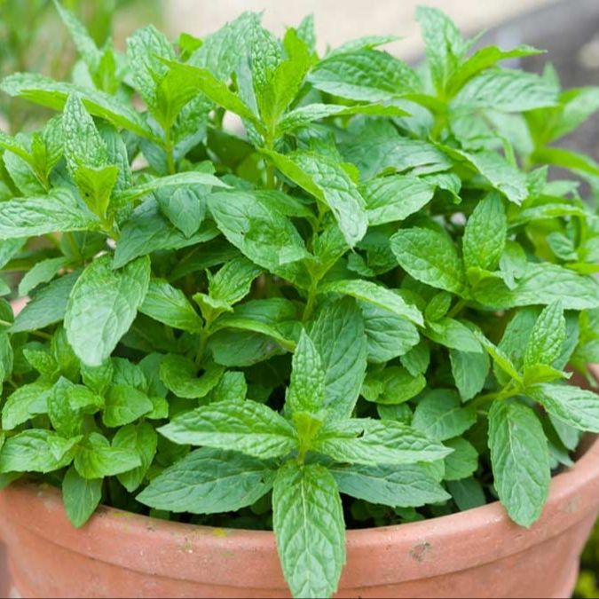 Picture of Imported Hybrid Spearmint (PUDINA PATA) Seeds 10+ Seeds Re-Pack