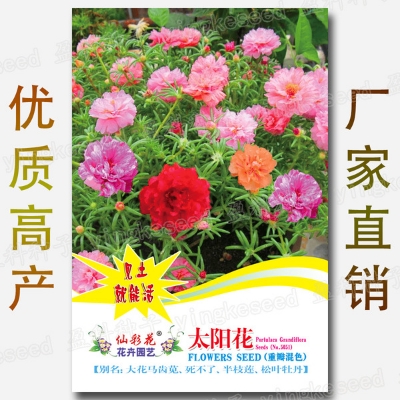Picture of Imported Hybrid Mix Color Moss Rose Double Petal Seeds 50+ Seeds Re-Pack