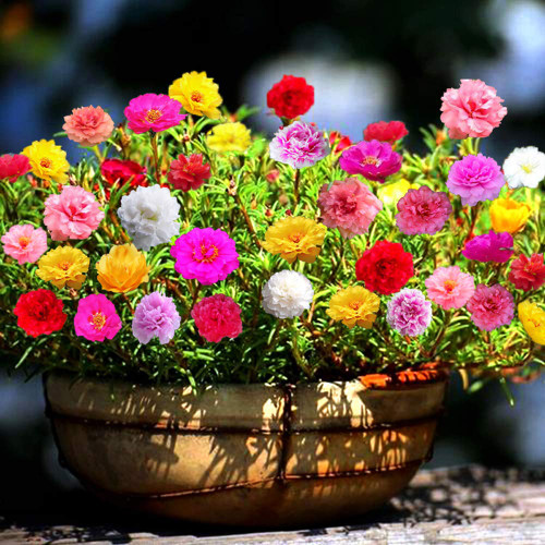 Picture of Imported Hybrid Mix Color Moss Rose Double Petal Seeds 50+ Seeds Re-Pack
