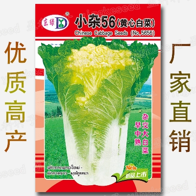 Picture of Chinese Napa Cabbage Seeds Imported 10 pcs Seeds Re-Pack