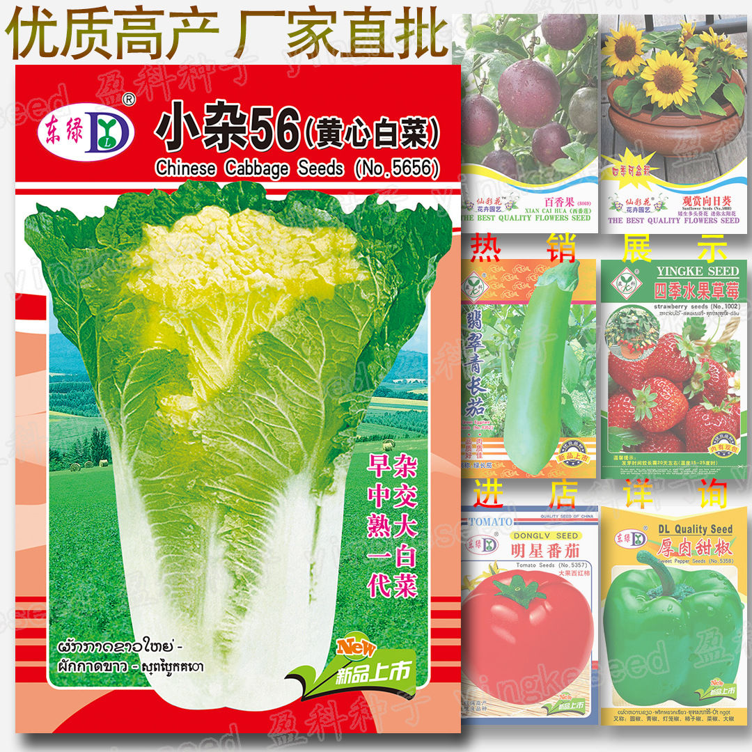 Picture of Chinese Napa Cabbage Seeds Imported 10 pcs Seeds Re-Pack