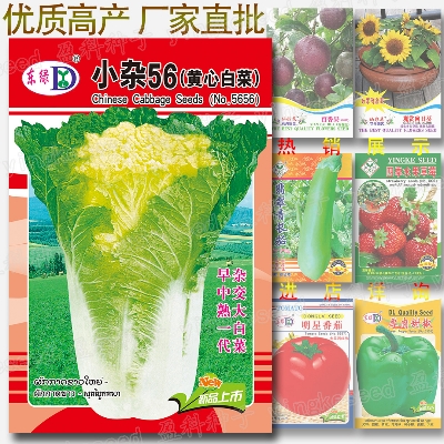 Picture of Chinese Napa Cabbage Seeds Imported 10 pcs Seeds Re-Pack
