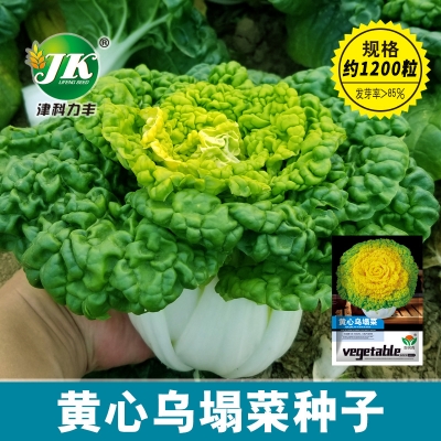 Picture of Yellow Cabbage Seeds Imported 10 pcs Seeds Re-Pack