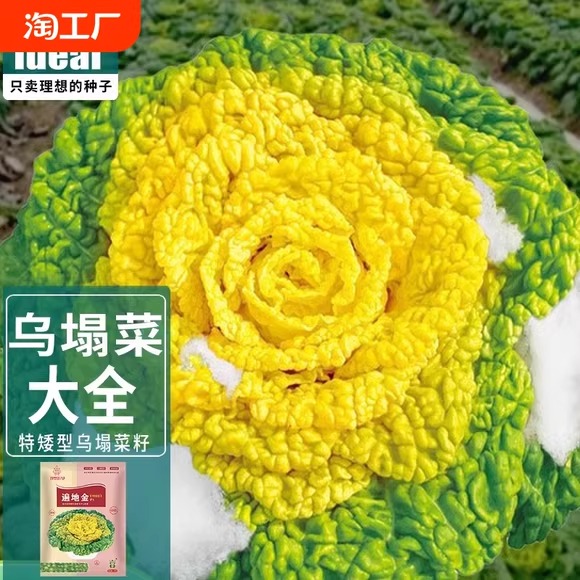 Picture of Yellow Cabbage Seeds Imported 10 pcs Seeds Re-Pack