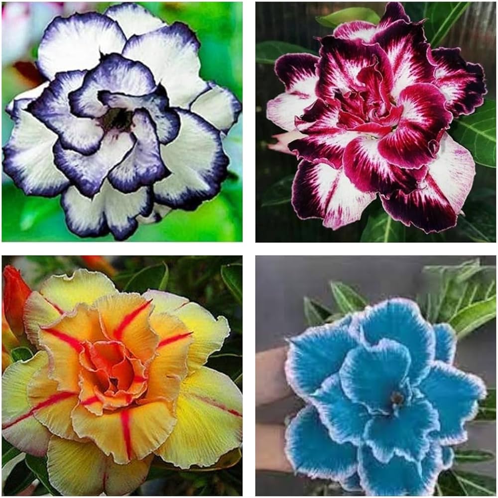 Picture of Exclusive Color Double Petal Desert Rose (Adenium) Bonsai Seeds 100pcs Pack
