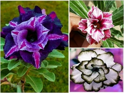 Picture of Exclusive Color Double Petal Desert Rose (Adenium) Bonsai Seeds 100pcs Pack