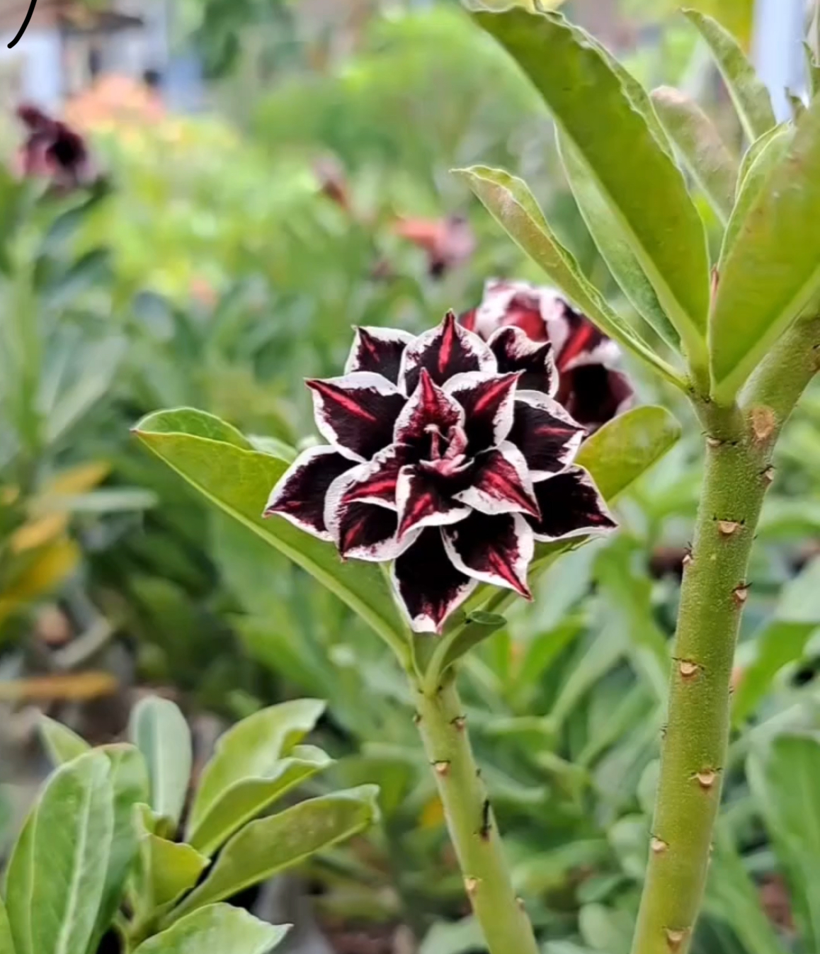 Picture of Exclusive Color Double Petal Desert Rose (Adenium) Bonsai Seeds 100pcs Pack