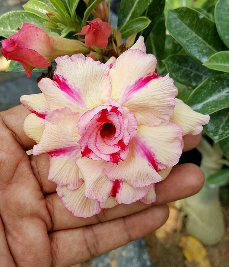 Picture of Exclusive Color Double Petal Desert Rose (Adenium) Bonsai Seeds 100pcs Pack
