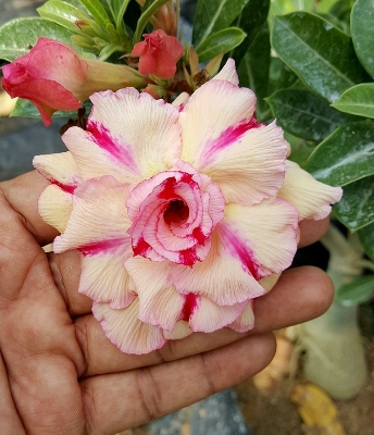 Picture of Exclusive Color Double Petal Desert Rose (Adenium) Bonsai Seeds 100pcs Pack