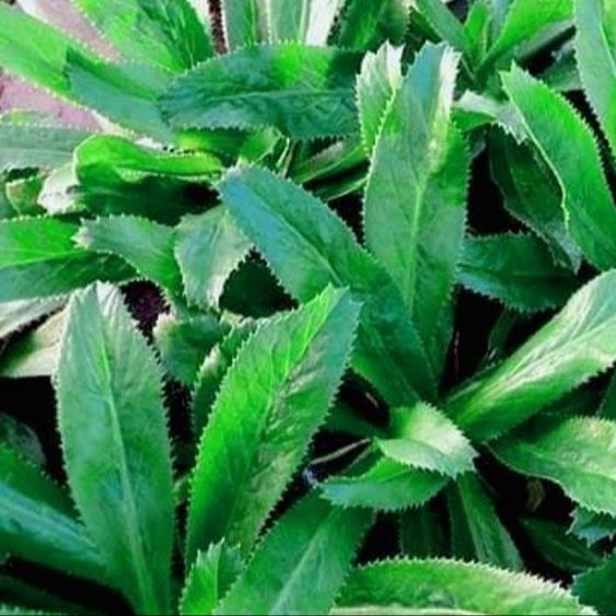 Picture of Bilati Dhoniya Pata Seed 0.1gm Intact Pack