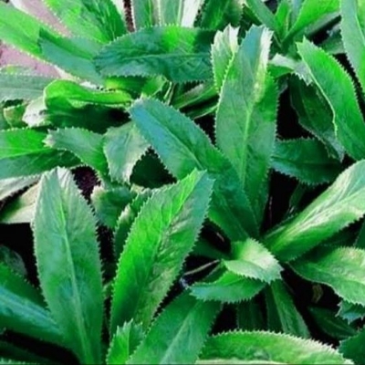 Picture of Bilati Dhoniya Pata Seed 0.1gm Intact Pack