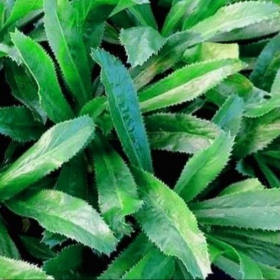 Picture of Bilati Dhoniya Pata Seed 0.1gm Intact Pack