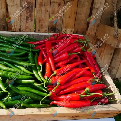 Picture of Super Spicy Bogura Jhal Morich 0.1gm Intact Pack