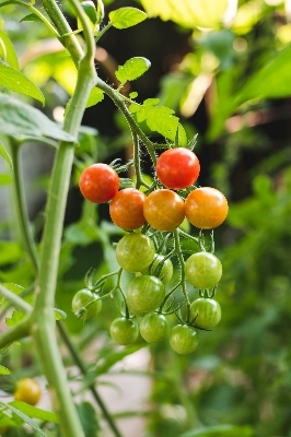 Picture of All Season Hybrid Tomato Seeds 0.2gm