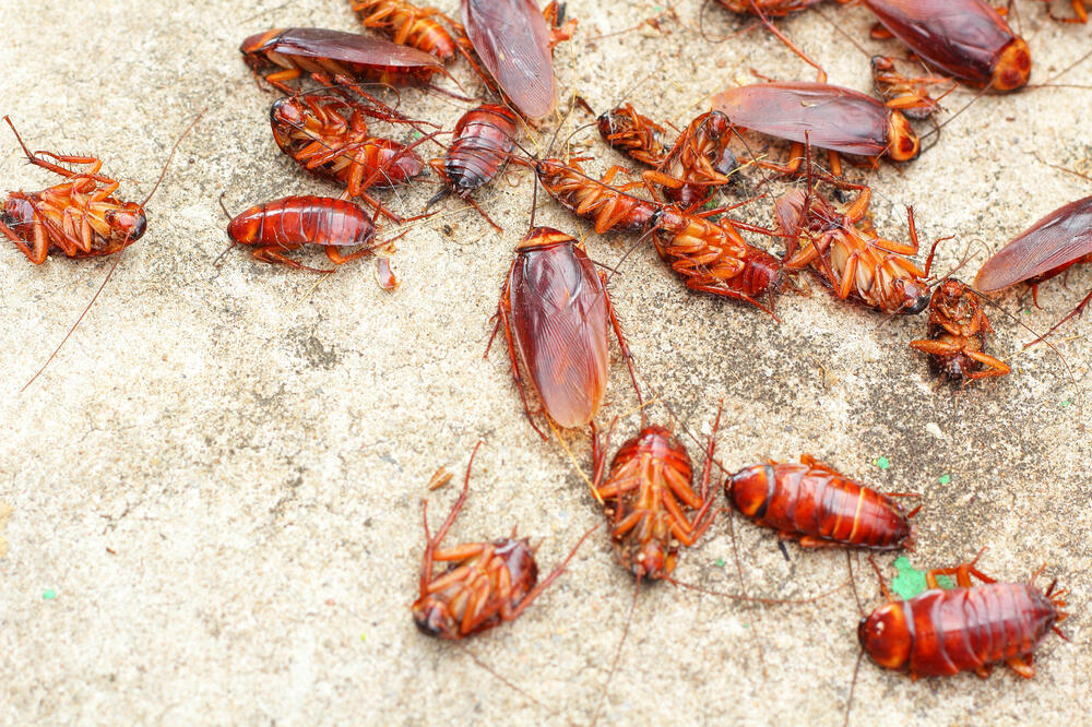 Picture of 100% Guaranteed China Cockroach & Fly Killing Powder