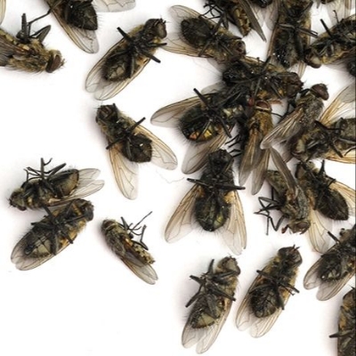 Picture of 100% Guaranteed China Cockroach & Fly Killing Powder