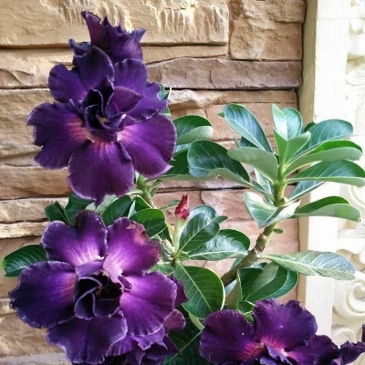 Picture of Rare Color Double Petal Adenium Bonsai Seeds 5pcs