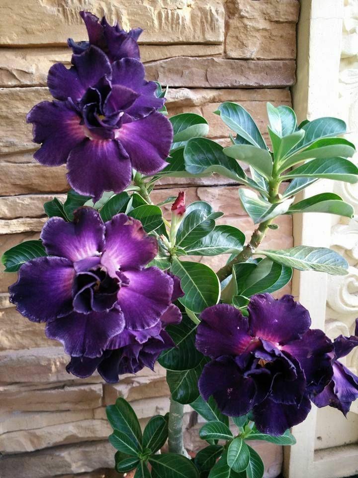 Picture of Rare Color Double Petal Adenium Bonsai Seeds 5pcs