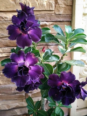 Picture of Rare Color Double Petal Adenium Bonsai Seeds 5pcs