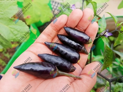 Picture of F1 HYBRID BLACK BULLET CHILI SEEDS 0.1gm Pack