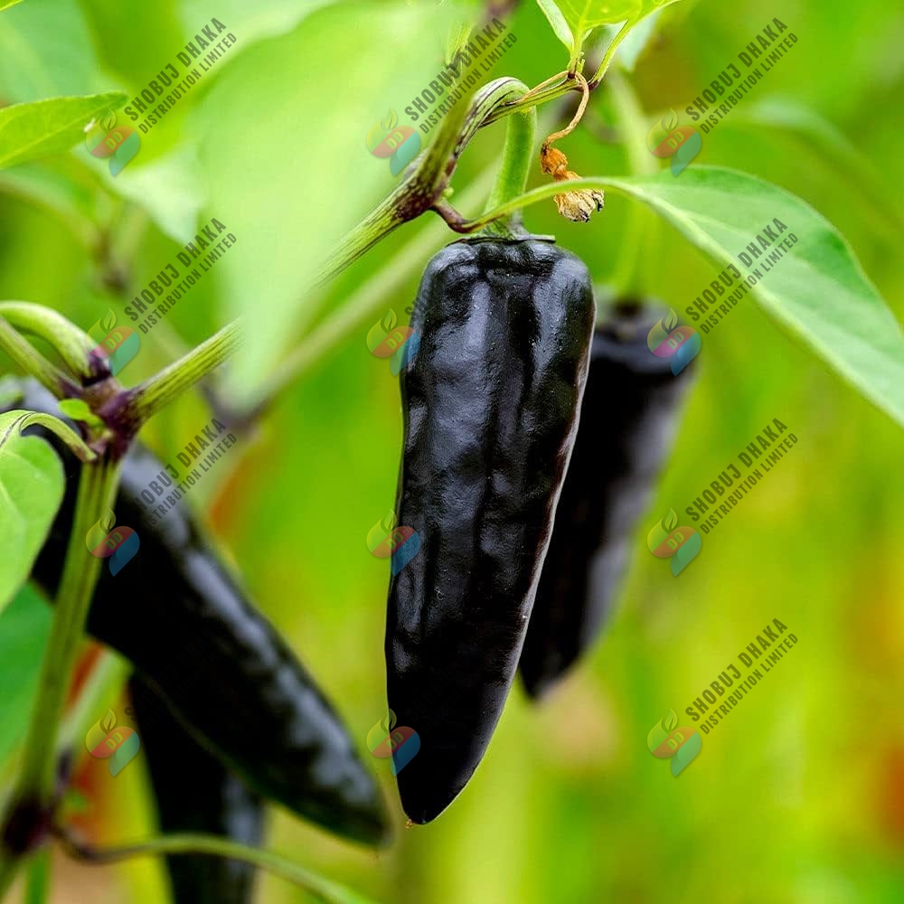 Picture of F1 HYBRID BLACK BULLET CHILI SEEDS 0.1gm Pack