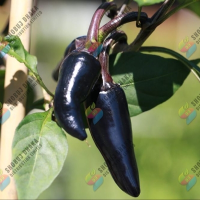 Picture of F1 HYBRID BLACK BULLET CHILI SEEDS 0.1gm Pack