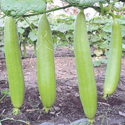 Picture of Super lady Hybrid Dhundol Seeds 5gm Brand Pack