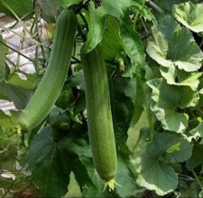 Picture of Super lady Hybrid Dhundol Seeds 5gm Brand Pack