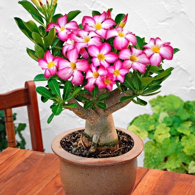 Picture of 5 Pcs Bonsai Multicolor Single Petal Adenium Obseum Seeds - 5pcs