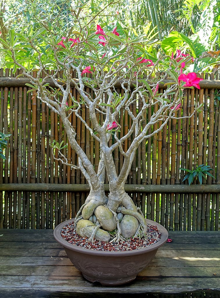 Picture of 5 Pcs Bonsai Multicolor Single Petal Adenium Obseum Seeds - 5pcs