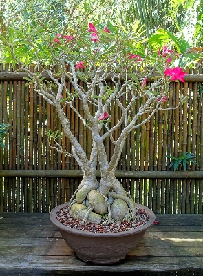 Picture of 5 Pcs Bonsai Multicolor Single Petal Adenium Obseum Seeds - 5pcs