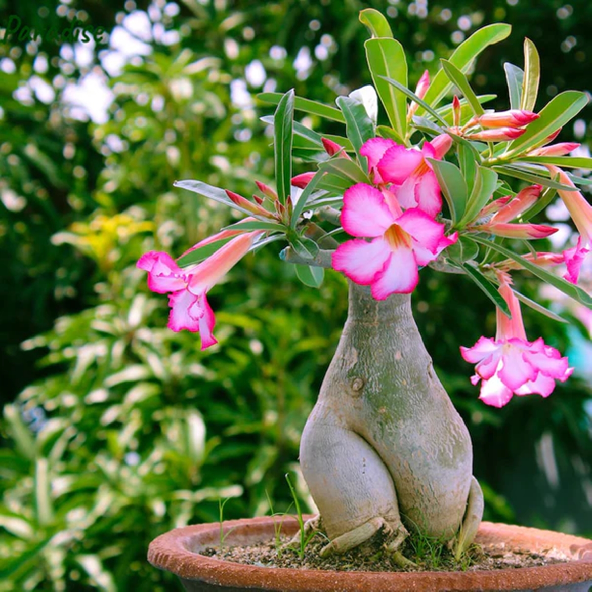 Picture of 5 Pcs Bonsai Multicolor Single Petal Adenium Obseum Seeds - 5pcs