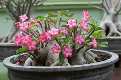 Picture of 5 Pcs Bonsai Multicolor Single Petal Adenium Obseum Seeds - 5pcs