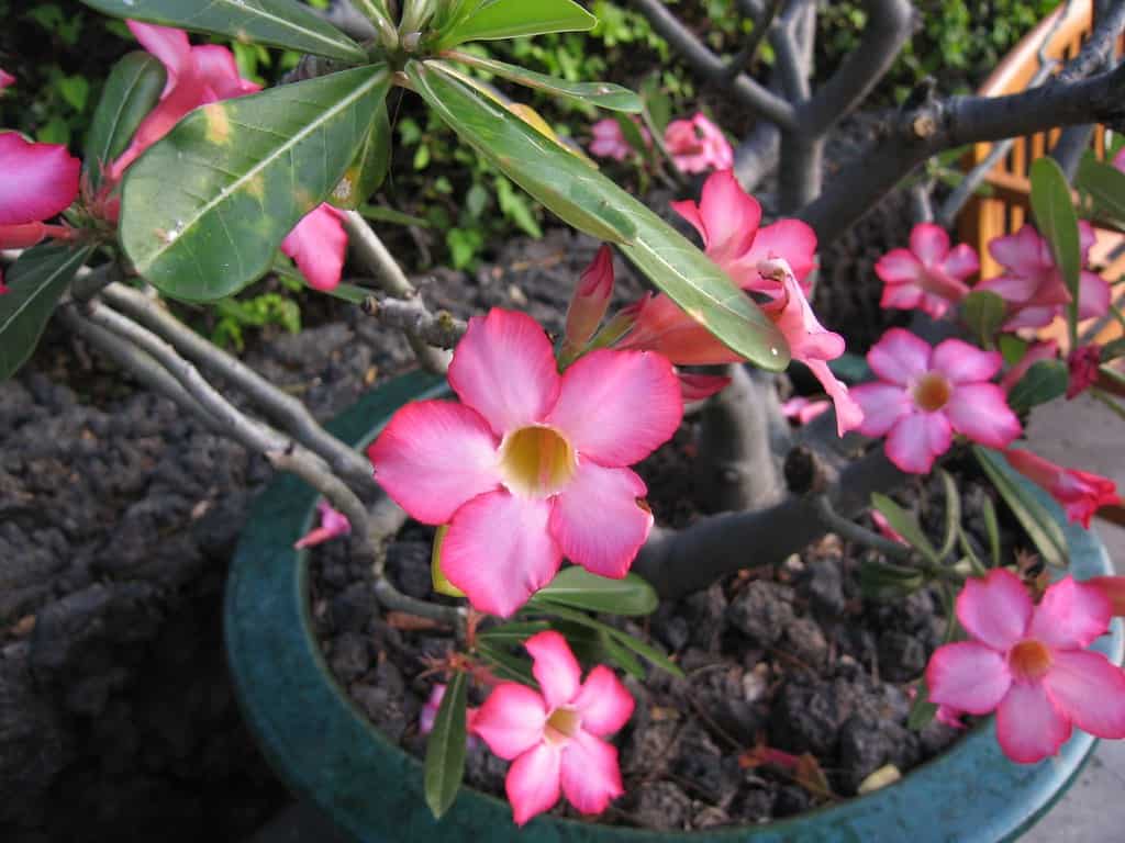 Picture of 5 Pcs Bonsai Multicolor Single Petal Adenium Obseum Seeds - 5pcs