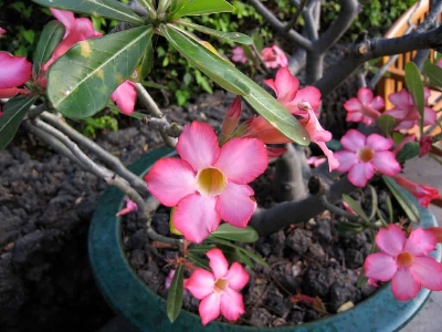 Picture of 5 Pcs Bonsai Multicolor Single Petal Adenium Obseum Seeds - 5pcs