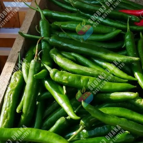 Picture of IR 8 Bona Chili Seeds 1gm Pack