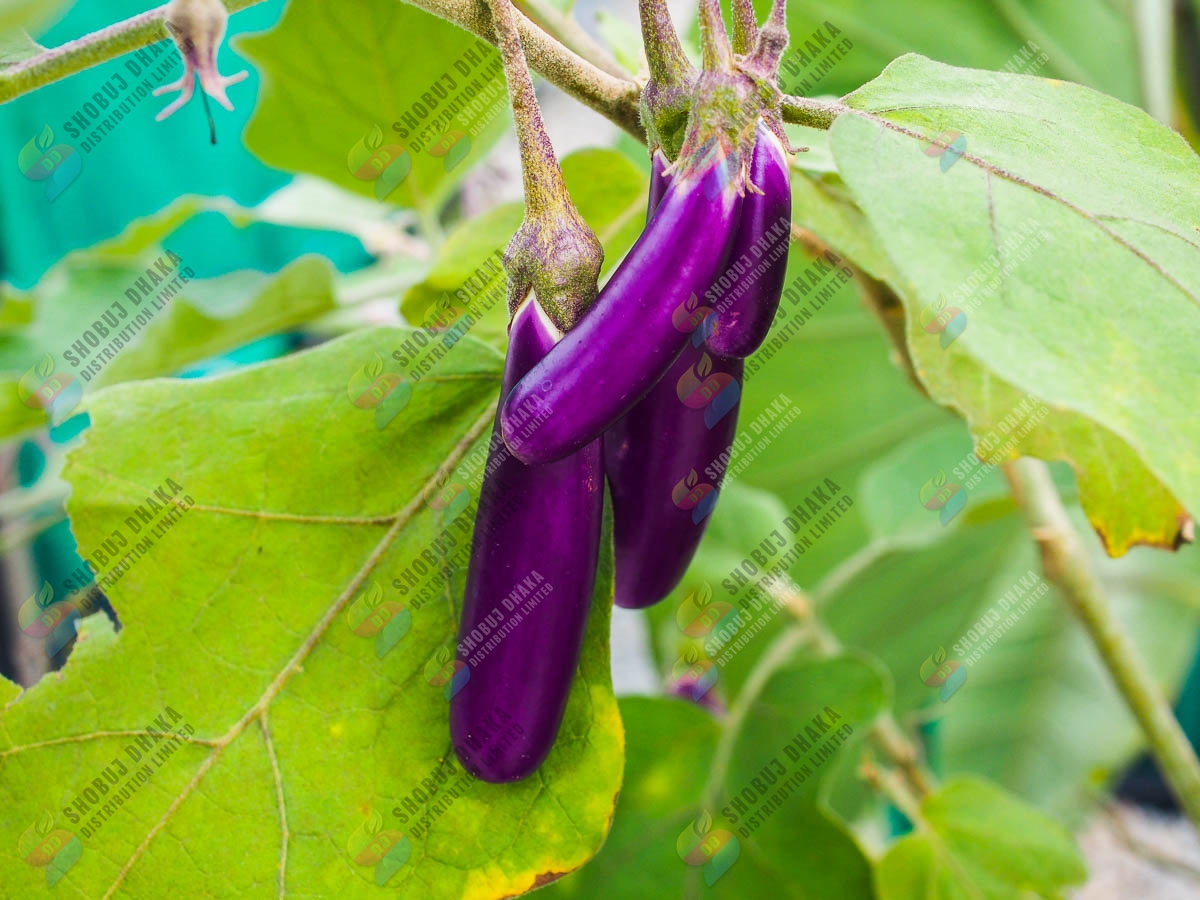 Picture of Top Selling Growth 786 Soluboron Fertilizer - 100gm