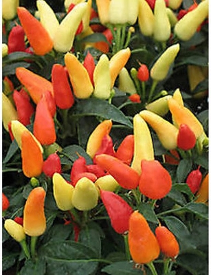Picture of Ornamental Chili Seeds 0.5gm Intact Pack