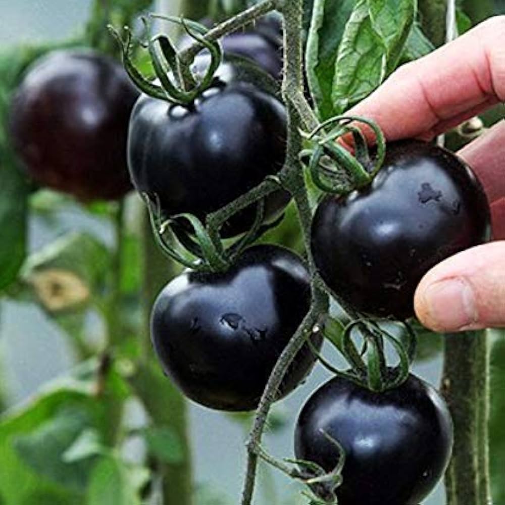 Picture of F1 Hybrid Black Tomato China Intact Pack 0.5gm