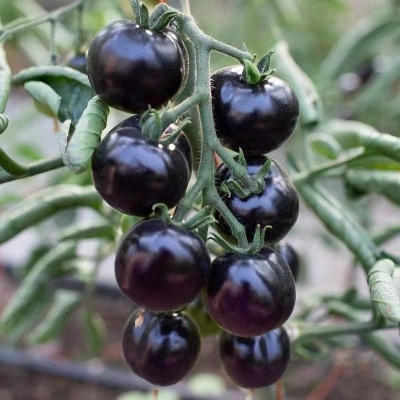 Picture of F1 Hybrid Black Tomato China Intact Pack 0.5gm