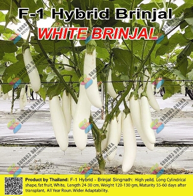 Picture of Thailand F1 Hybrid White Brinjal 0.5gm Intact Pack