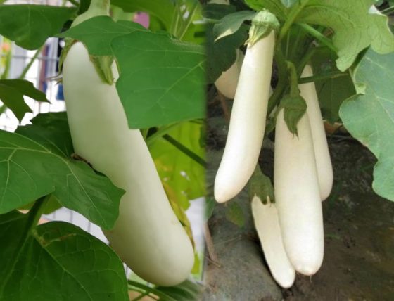 Picture of Thailand F1 Hybrid White Brinjal 0.5gm Intact Pack