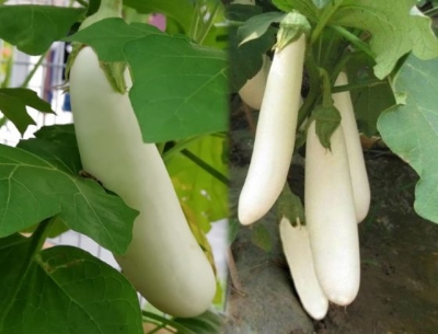 Picture of Thailand F1 Hybrid White Brinjal 0.5gm Intact Pack