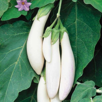 Picture of Thailand F1 Hybrid White Brinjal 0.5gm Intact Pack